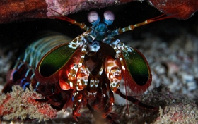 Birmanie - Mergui - 2018 - DSC03014 - Peacock Mantis - Squille multicolore - Odontodactylus scyllarus